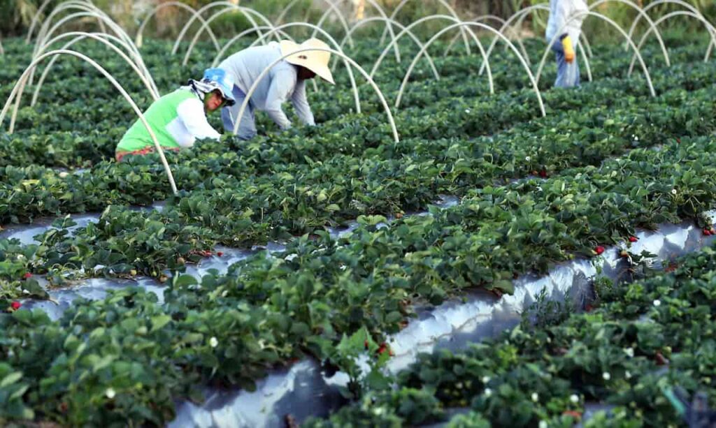 Desenrola Brasil vai renegociar dívida de agricultores